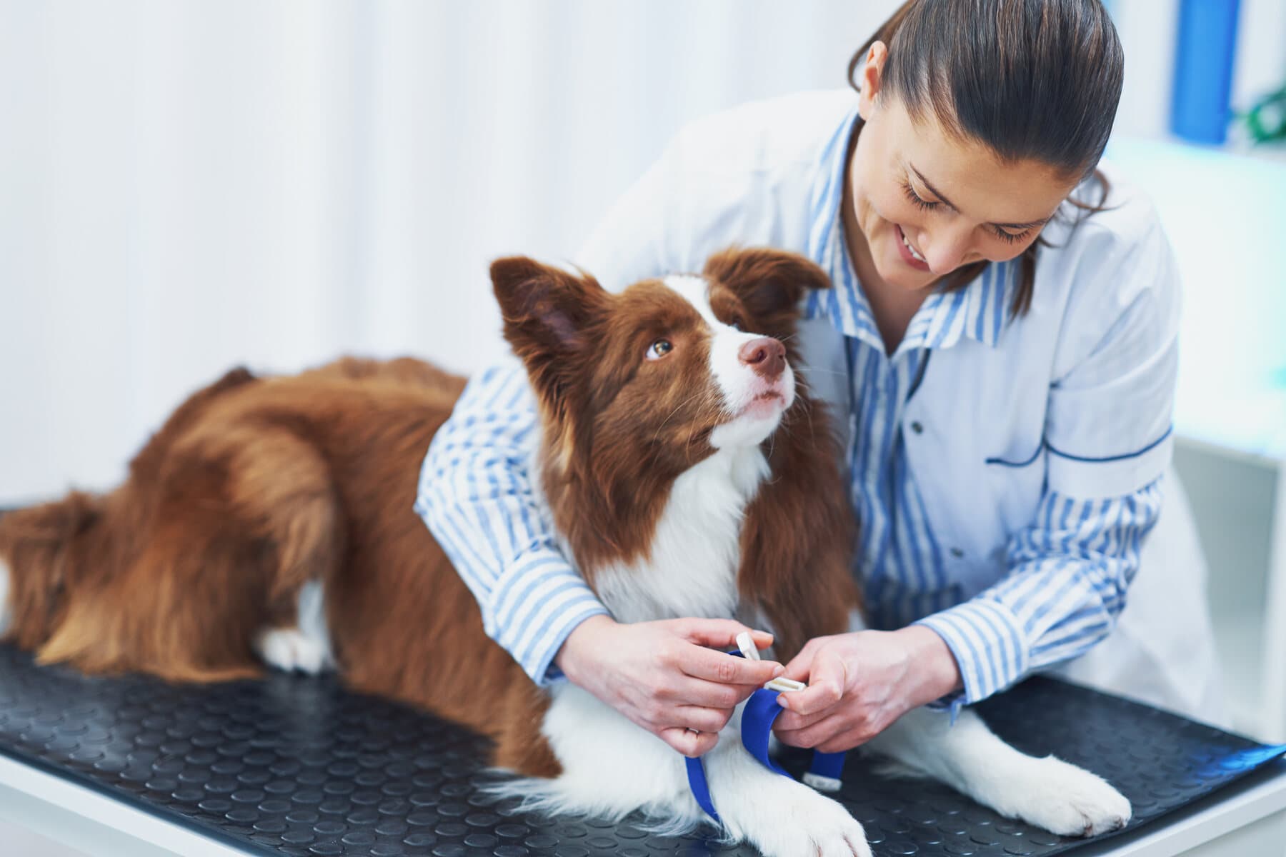 A veterinarian with a collie